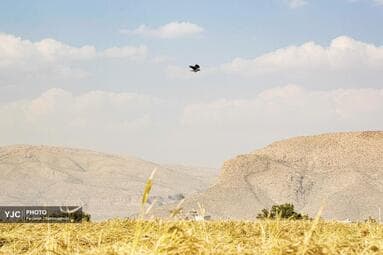تصویر 14
