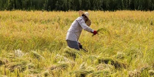 کاهش ۱.۷ درصدی نرخ بیکاری در روستاها | انرژی نویس
