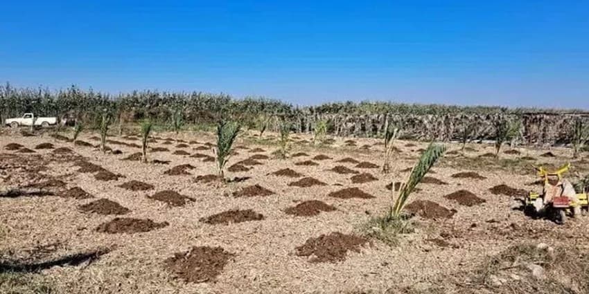اجرای طرحهای توسعه زیرساخت و جایگزینی نخیلات خوزستان با حمایت شرکت ملی نفت | انرژی نویس