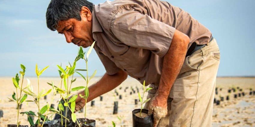 اهدای بیش از ۵ هزار اصله نهال حرا به محیط زیست استان بوشهر | انرژی نویس