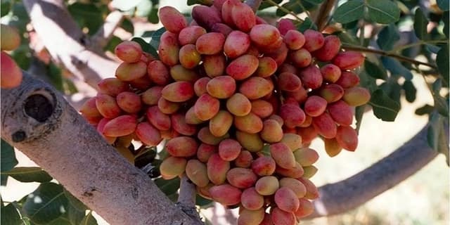 قطعی برق باعث شده ۲۰ تا ۴۰ درصد از پسته کرمان «پوک» شود | انرژی نویس