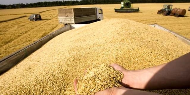 قیمت خرید تضمینی گندم اعلام شد / 20500 تومان برای هر کیلو | انرژی نویس