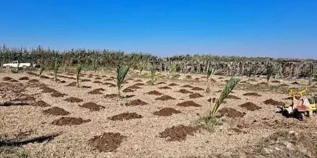 اجرای طرحهای توسعه زیرساخت و جایگزینی نخیلات خوزستان با حمایت شرکت ملی نفت | انرژی نویس