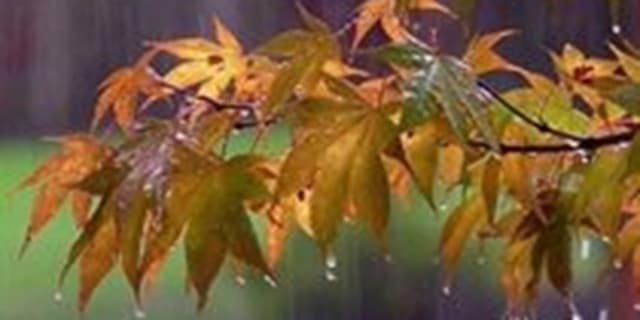 رگبار و رعد و برق در نوار شمالی کشور/ باد و گردو خاک در تهران | انرژی نویس