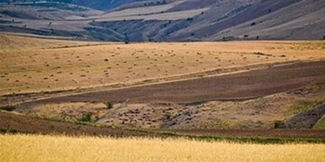 افزایش 25 درصدی برداشت گندم از دیمزارها | انرژی نویس